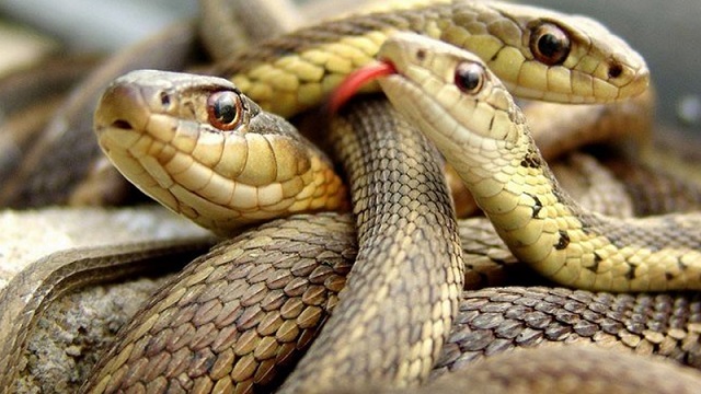 Mơ rắn đánh đề bao nhiêu thì ăn?
